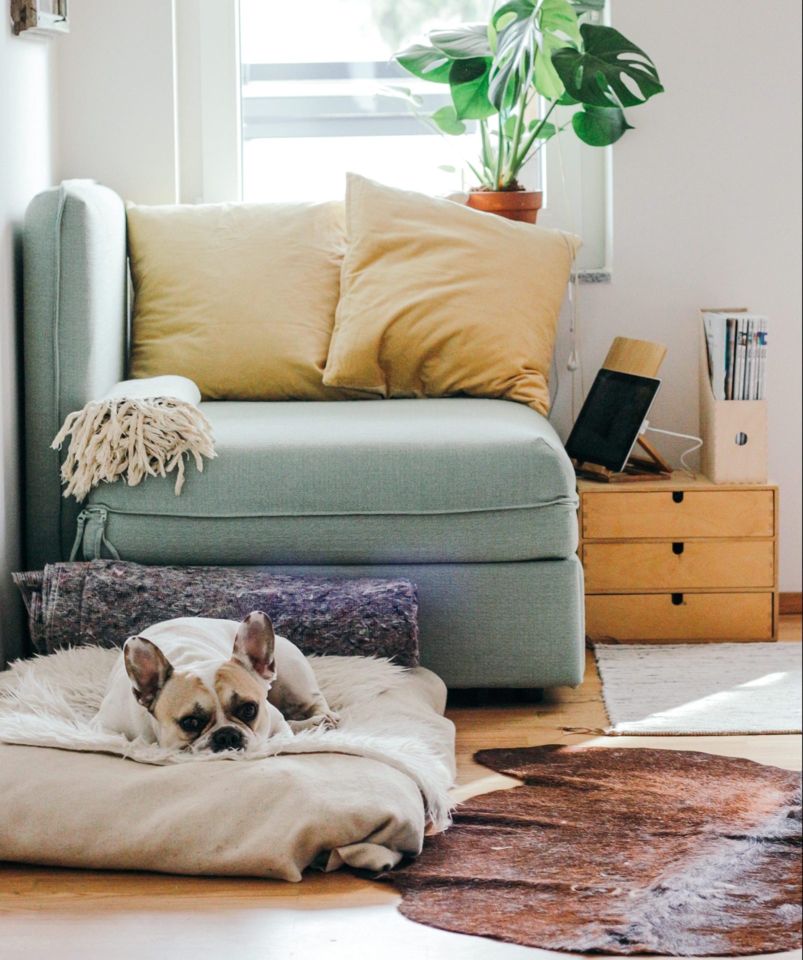 Interest-Only Buy-to-Let Mortgages | A dog on it's bed in a living room with a small sofa that has a small chest of draws next to it with an iPad and magazines on